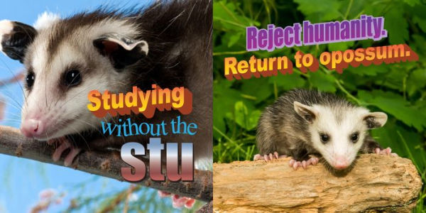 No Thoughts Just Possums: 90 Hilarious Memes