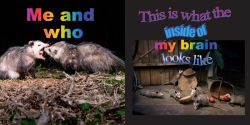 Alternative view 7 of No Thoughts Just Possums: 90 Hilarious Memes