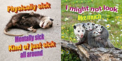 Alternative view 8 of No Thoughts Just Possums: 90 Hilarious Memes