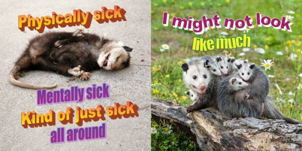 No Thoughts Just Possums: 90 Hilarious Memes