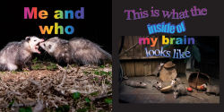 Alternative view 9 of No Thoughts Just Possums: 90 Hilarious Memes