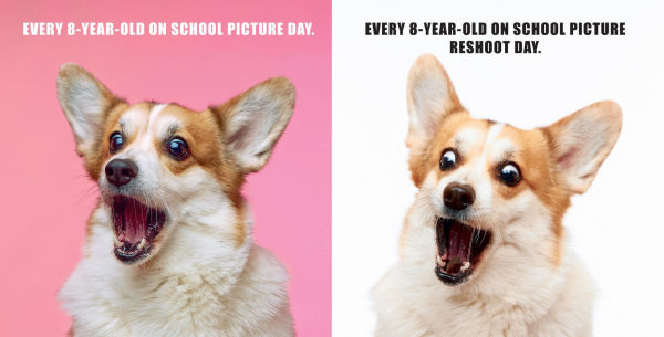 No Thoughts Just Corgis: A Comprehensive Compendium of Cuteness