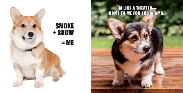 No Thoughts Just Corgis: A Comprehensive Compendium of Cuteness