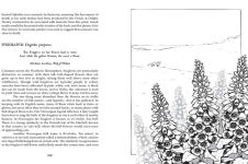 Alternative view 4 of Botanical Curses and Poisons: The Shadow-Lives of Plants