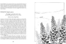 Alternative view 8 of Botanical Curses and Poisons: The Shadow-Lives of Plants