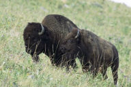 Title: The Exermination of the American Bison, Author: William T. Hornaday