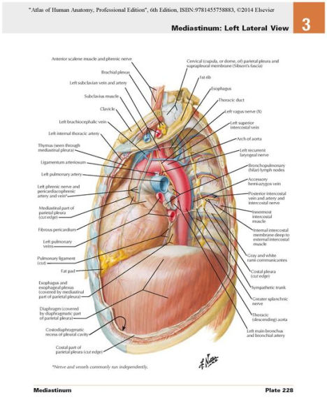 ATLAS NETTER D'ANATOMIE HUMAINE - 8ème édition - Frank H. Netter - Relié -  ELSEVIER-MASSON - 9782294773693 