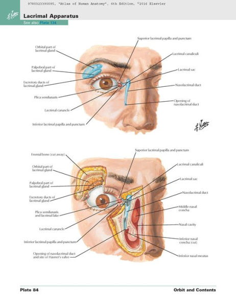 Atlas of Human Anatomy: Including Student Consult Interactive Ancillaries and Guides / Edition 6