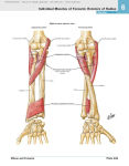 Alternative view 7 of Atlas of Human Anatomy: Including Student Consult Interactive Ancillaries and Guides / Edition 6