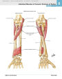 Alternative view 7 of Atlas of Human Anatomy: Including Student Consult Interactive Ancillaries and Guides / Edition 6