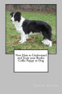 New How To Understand and Train Your Border Collie