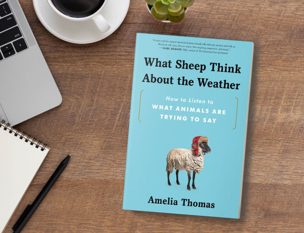 What Sheep Think About the Weather: How to Listen to What Animals Are Trying to Say
