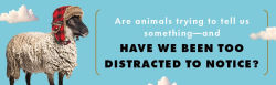 Alternative view 8 of What Sheep Think About the Weather: How to Listen to What Animals Are Trying to Say
