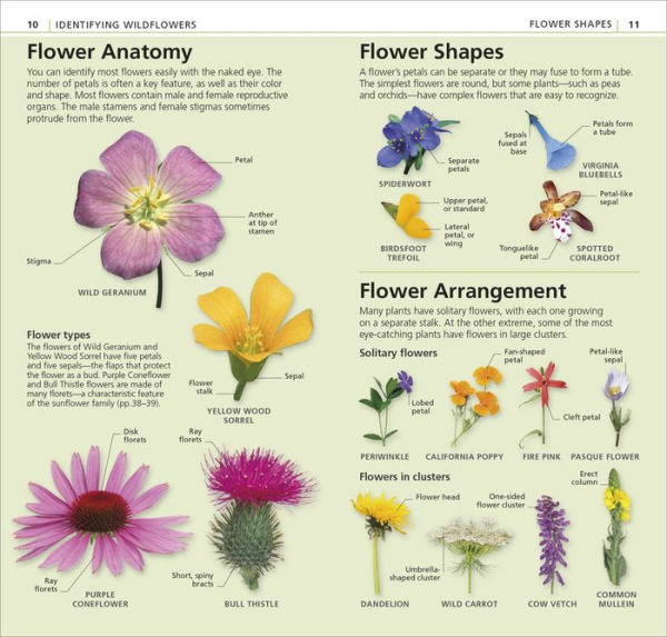 What's that Flower?: A Beginner's Guide to Wildflowers