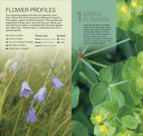 What's that Flower?: A Beginner's Guide to Wildflowers