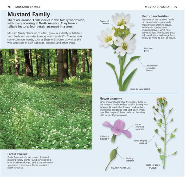 What's that Flower?: A Beginner's Guide to Wildflowers