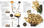 Alternative view 11 of Mushrooms: How to Identify and Gather Wild Mushrooms and Other Fungi