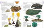Alternative view 4 of Mushrooms: How to Identify and Gather Wild Mushrooms and Other Fungi