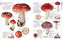 Alternative view 5 of Mushrooms: How to Identify and Gather Wild Mushrooms and Other Fungi