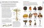 Alternative view 6 of Mushrooms: How to Identify and Gather Wild Mushrooms and Other Fungi