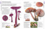 Alternative view 9 of Mushrooms: How to Identify and Gather Wild Mushrooms and Other Fungi