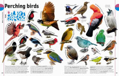 Alternative view 11 of The Animal Book: A Visual Encyclopedia of Life on Earth