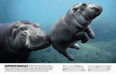 Alternative view 12 of The Animal Book: A Visual Encyclopedia of Life on Earth