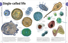 Alternative view 13 of The Animal Book: A Visual Encyclopedia of Life on Earth