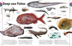 Alternative view 15 of The Animal Book: A Visual Encyclopedia of Life on Earth