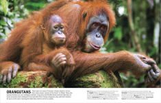 Alternative view 17 of The Animal Book: A Visual Encyclopedia of Life on Earth