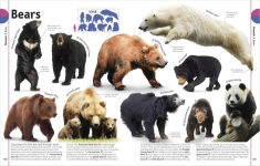 Alternative view 18 of The Animal Book: A Visual Encyclopedia of Life on Earth