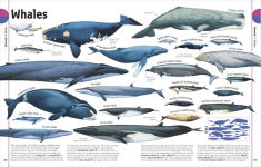 Alternative view 19 of The Animal Book: A Visual Encyclopedia of Life on Earth