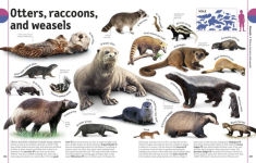 Alternative view 3 of The Animal Book: A Visual Encyclopedia of Life on Earth