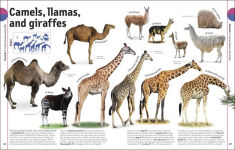 Alternative view 4 of The Animal Book: A Visual Encyclopedia of Life on Earth