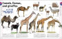 Alternative view 4 of The Animal Book: A Visual Encyclopedia of Life on Earth