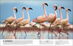 Alternative view 5 of The Animal Book: A Visual Encyclopedia of Life on Earth
