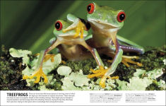 Alternative view 6 of The Animal Book: A Visual Encyclopedia of Life on Earth