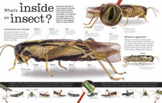 Alternative view 2 of Everything You Need to Know About Bugs