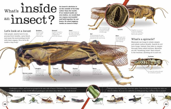 Everything You Need to Know About Bugs