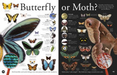 Alternative view 5 of Everything You Need to Know About Bugs