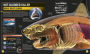Alternative view 9 of Super Shark Encyclopedia: And Other Creatures of the Deep