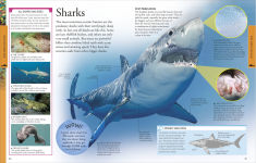 Alternative view 11 of Ocean: A Visual Encyclopedia