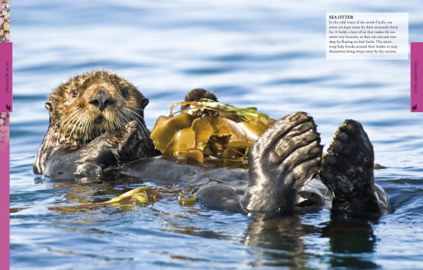 Ocean: A Visual Encyclopedia