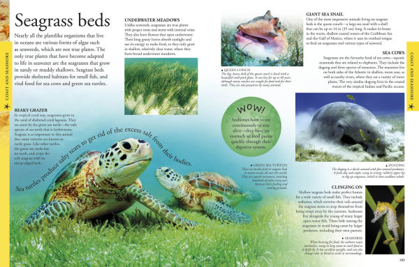 Ocean: A Visual Encyclopedia