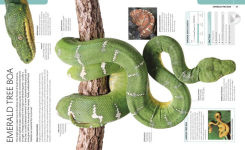 Alternative view 7 of Snake: The Essential Visual Guide