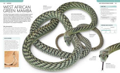 Alternative view 8 of Snake: The Essential Visual Guide