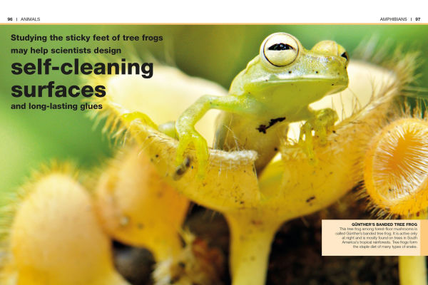 Pocket Genius Animals: Facts at Your Fingertips