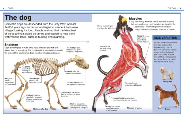 Pocket Genius: Dogs: Facts at Your Fingertips