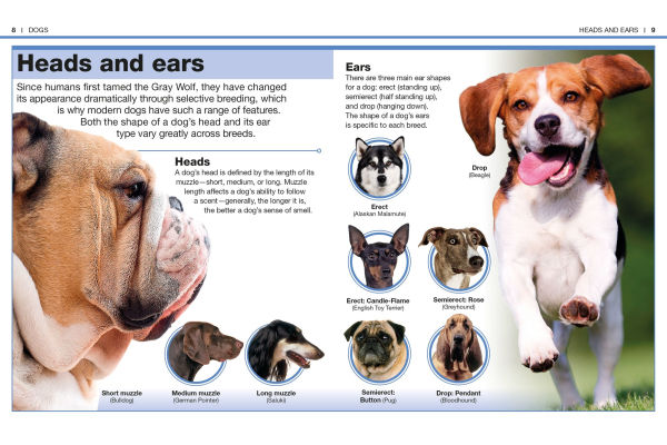 Pocket Genius: Dogs: Facts at Your Fingertips