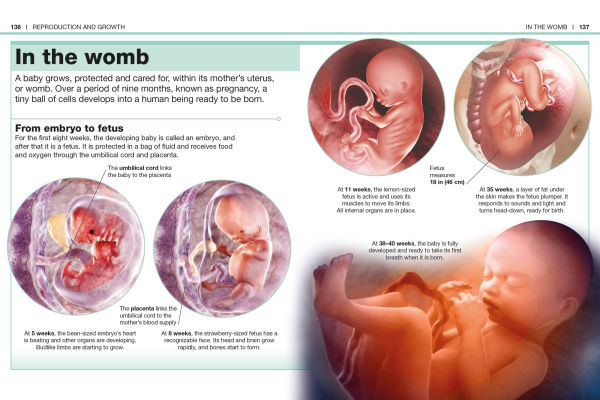 Pocket Genius: Human Body: Facts at Your Fingertips